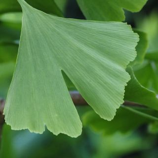 Estratto di Tribulus terrestris