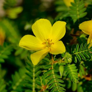 Estratto di foglie di Ginkgo